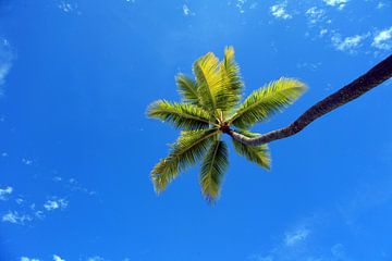 Tropische palmboom tegen blauwe lucht