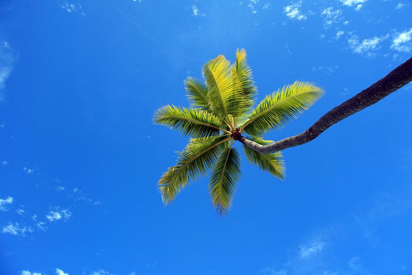 Tropische Palme gegen blauen Himmel von Ivonne Wierink