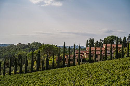 Cipressen in Toscane