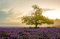 Plantes de bruyère en fleurs dans le paysage des landes au lever du soleil par Sjoerd van der Wal Photographie Aperçu