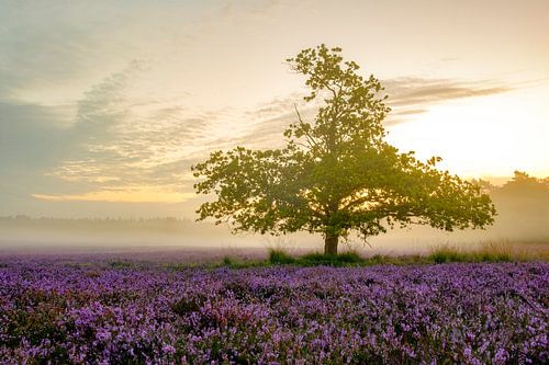 Bloeiende heide op de Veluwe bij zonsopkomst