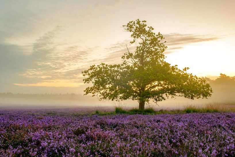 Plantes de bruyère en fleurs dans le paysage des landes au lever du soleil par Sjoerd van der Wal Photographie