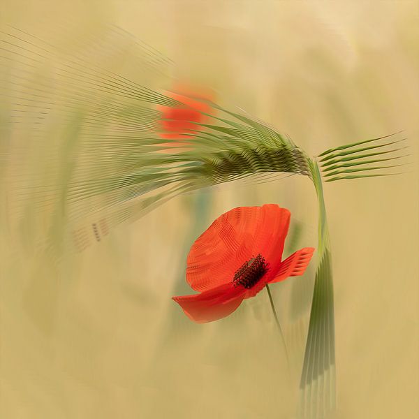 Mohnblumen abstrakt von Ingrid Van Damme fotografie