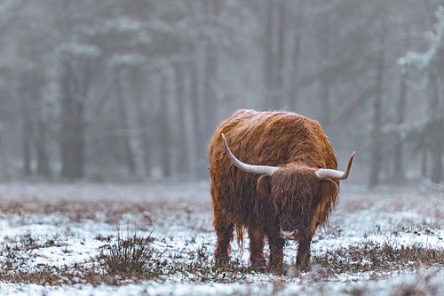 Portret van een Schotse Hooglander in de sneeuw in de winter