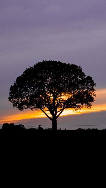 Baum vor Sonnenuntergang von Liv ter Riet
