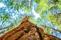 Red Woods