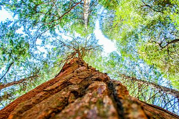 Red Woods van Barbara Riedel