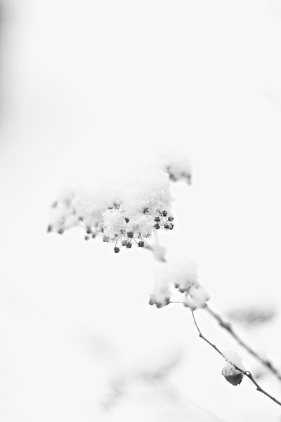 Sneeuwbal by Marianna Pobedimova