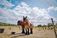 Horses