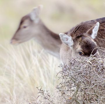 Eye to eye von Jeroen Kleverwal