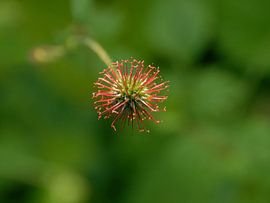 Bulbe à graines de l'ongle jaune sur cobofoto