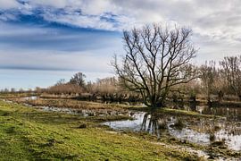 Winter picture at the Oeverlanden Strijen Sas