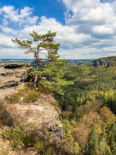 Pine tree in Saxon Switzerland