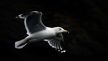 Mouette en vol portrait panorama sur TheXclusive Art