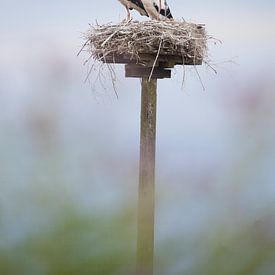 Stork with 2 young on the nest