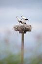 Stork with 2 young on the nest by BYLDWURK thumbnail