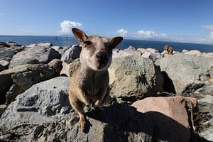 allied rock-wallaby , Petrogale assimilis Magnetic Island in Que