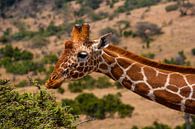 Giraffe in Kenia von Andy Troy Miniaturansicht