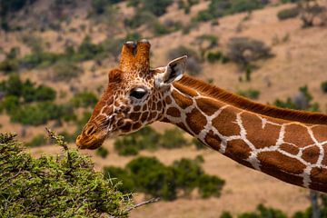 Girafe au Kenya sur Andy Troy