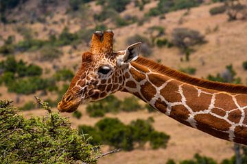 Giraffe in Kenia van Andy Troy