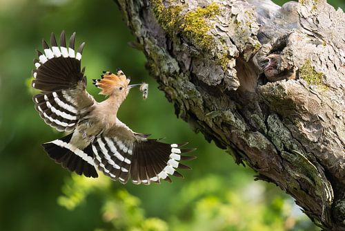 Hoopoe (Upupa epops)