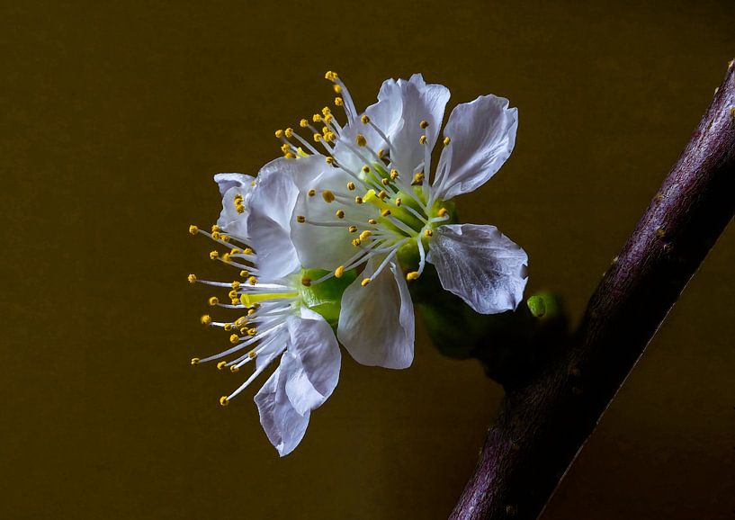 Kirschblüte von Han van der Staaij