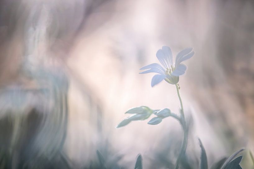 fleurs partie 305 par Tania Perneel