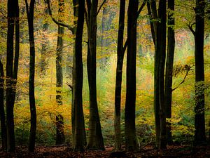 Explosion des couleurs d'automne