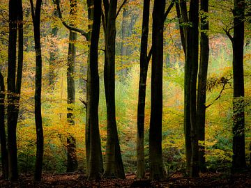 Explodierende Herbstfarben von Eddy Westdijk
