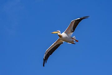 Pelican in a nutshell