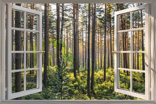Open raam met uitzicht op een zonovergoten bos