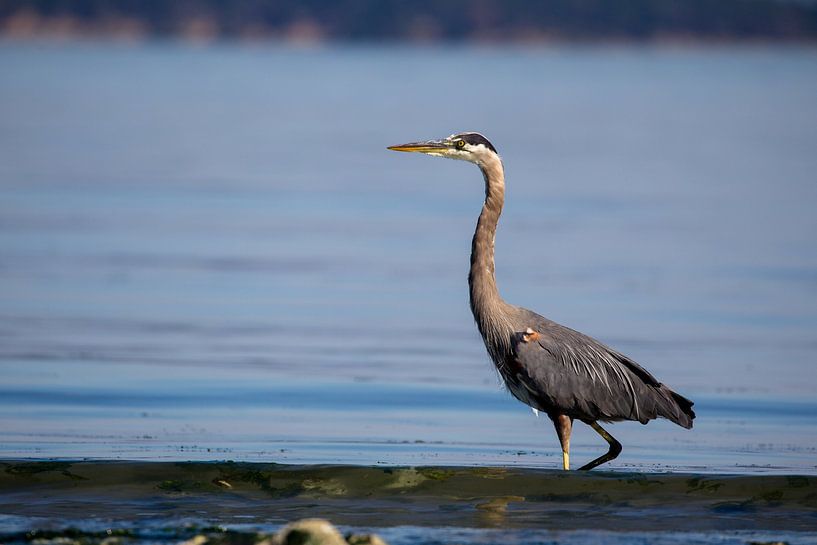 Kanadareiher (Ardea herodias) von Dirk Rüter