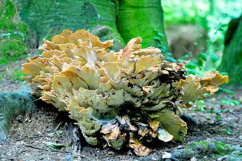 Schwefelpilz von Marleen Krumpelman