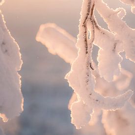 Nahaufnahme eines mit Schnee bedeckten Astes bei Sonnenuntergang | Reisefotografie-Druck | Lappland, Finnland von Kimberley Jekel