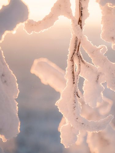 Close op tak met sneeuw en zonsondergang | reisfotografie print | Lapland Finland