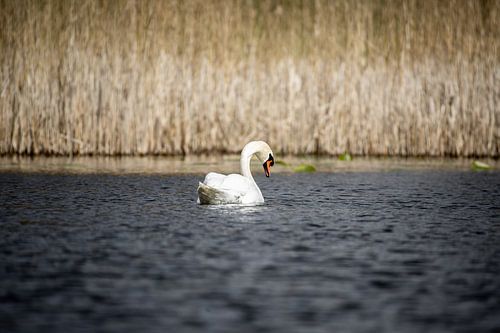 Cygne dans la nature