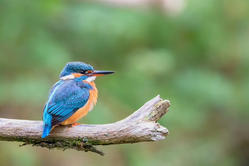 Eisvogel (Alcedo atthis) von Dirk Rüter
