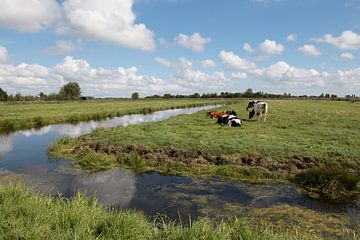 polder landschap met koeien en stapelwolken van W J Kok