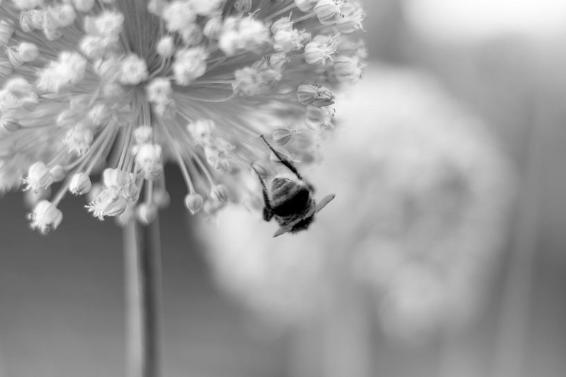 Sierui met hommel van Sabine Bouwmeester