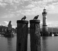Pigeons au lac de Constance