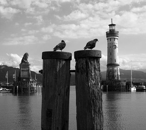 Duiven bij de Bodensee
