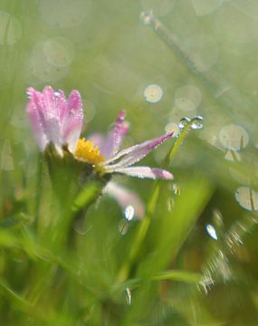 Madeliefje in de dauw