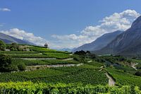 Panorama wijngaard
