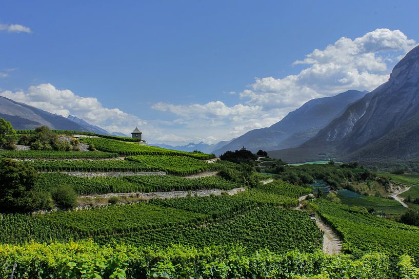 Panorama wijngaard von Caroline van Sambeeck