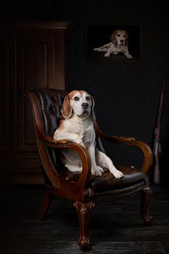 Honden Beagle van Patrick Reymer