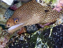 Jonge Goldentail Murene, Bonaire, 2018, by Silvia Weenink