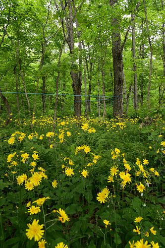 Wildblumen im Ahorngarten im Sommer
