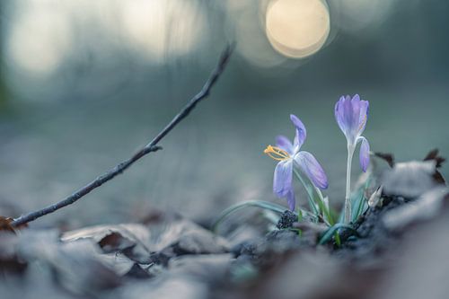 Blumen Teil 252