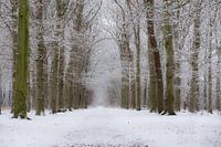 Verse sneeuw is gevallen