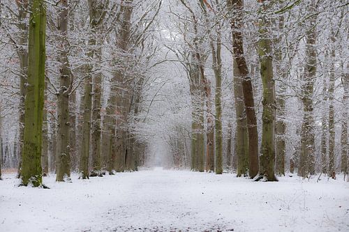 Fresh snow on branches in the forest